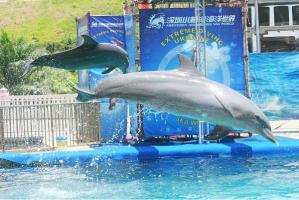Shenzhen Ocean World Dolphin